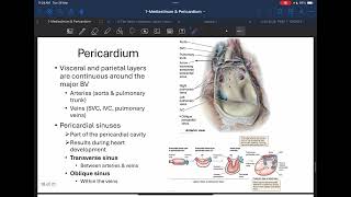 Anatomy Mediastinum and Pericardium Part 2 [upl. by Auahsoj]