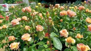 15 Popular Peach and Apricot Rose Flower Variety [upl. by Lehacim542]