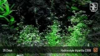 Hydrocotyle tripartita [upl. by Anilatak424]