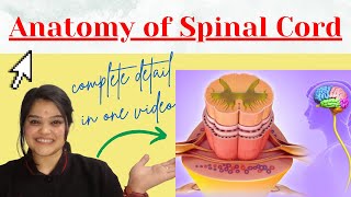 Spinal cord anatomy MBBS in detail with notes  BD Chaurasia [upl. by Ulrika83]