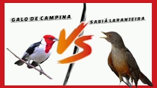 Galo de campina vs Sabiá Laranjeira [upl. by Cyler]