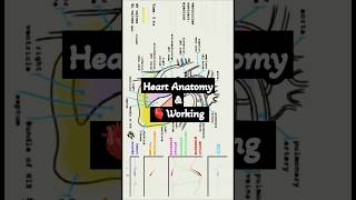 quotAnatomy and Working of🫀quotINNOVATiVEk3science heart shorts shortvideo viralvideo remix song [upl. by Libove]