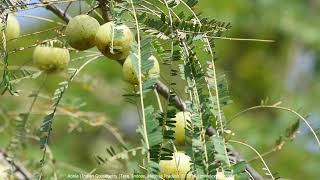 Indian gooseberry Phyllanthus emblica or Aonla or Amla Tree [upl. by Drarreg374]