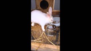 How to Feed and Water Rabbits [upl. by Akimahs]