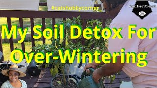 My Garden Soil Detox For Over Wintering  catshobbycorner [upl. by Hi987]