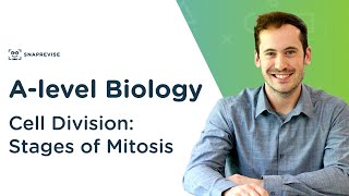 Cell Division Stages of Mitosis  Alevel Biology  OCR AQA Edexcel [upl. by Kalil]