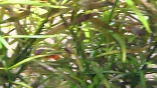 Galaxy Rasbora disease Danio margaritatus [upl. by Rayford212]