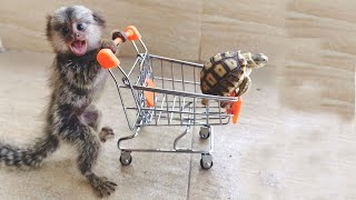 Very adorable tiny marmoset monkey [upl. by Akenit373]