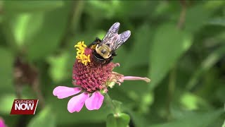 Kiwanis Ohio District Governor encouraging pollinator habitats with quotBee a Heroquot project [upl. by Cinda]