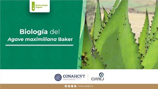 1 Biología del Agave maximiliana Baker [upl. by Chlori]