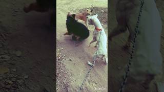 😱👿Dogo Argentino vs German Shepherd vs Street Dog Ultimate Dog Fight shorts goldenbreed [upl. by Palua]