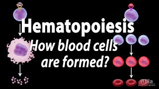 Hematopoiesis  Formation of Blood Cells Animation [upl. by Miun450]