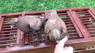 Recessive Red Karel Meulemans Pigeons August 24 2017 [upl. by Amrac]