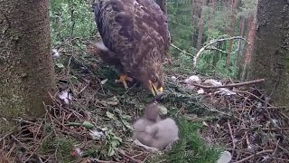 🦅Spotted Eagle Eaglet 2s 2nd day amp its last feeding😢 June 7 2024 [upl. by Chickie]