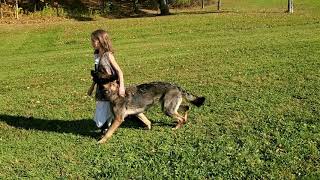 American Schutzhund BT Obedience Routine Demo [upl. by Blen]