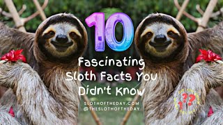 10 Fascinating Sloth Facts You Didnt Know by Sloth of The Day [upl. by Atteuqal82]