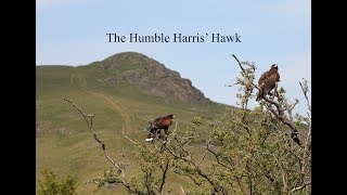 Hunting with The Humble Harris Hawk [upl. by Screens]