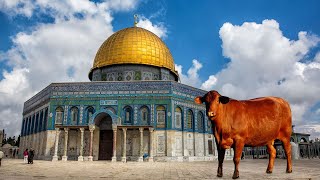 Red Heifers Secret To Oct 7 Hamas Holy War On Israel [upl. by Eimoan]