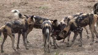 2022 Lower Zambezi Wild Dog Misc Clips [upl. by Akimal]