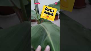 Los 3 Mejores Árboles Frutales Para Cultivar En Macetas shorts [upl. by Ney945]