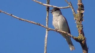 Blackcap Singing [upl. by Nightingale]