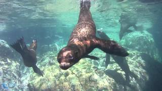 SeaLife MicroHD Underwater Video  Sea Lions in La Paz [upl. by Bel]