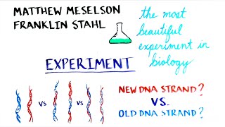 The MeselsonStahl Experiment [upl. by Meri]