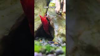 Can Red Cherry Shrimp Be Kept Alone In A Community Tank 🤔 🦐 shorts [upl. by Nalon]