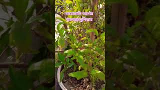 বারোমাসি আনার  youtube ssvlogsbyzunaid shakilfarming agriculture bismillahagro farming [upl. by Ozzie]