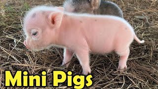 Cute Mini Pigs as Pets  9 Cutest Facts about Teacup pigs for Kids [upl. by Goldie143]