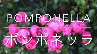 ポンポネッラ Pomponella [upl. by Ahsiruam629]