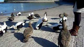 Eiders at Seahouses [upl. by Carney]