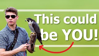 How to become a FALCONER  UK Tips [upl. by Kenn]