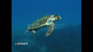 loggerhead sea turtle [upl. by Sumetra165]