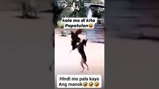 Ito ang matindi ano laban ka pahaha short video NolitoBucane [upl. by Mike]