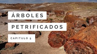 Árboles Petrificadas La Gran Catástrofe 5 [upl. by Nallaf]