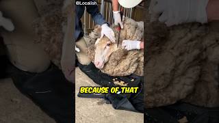 RESCUED SHEEP 🐑♥️🧐 [upl. by Rist]