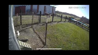 Rooster battles hawk and saves hens life [upl. by Imotas]