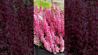 Calluna vulgaris 💗💚Ericaceaenaturebeautygardenflowernatureslover 💚💚💚 [upl. by Tore]