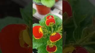 Calceolaria calceolaria plantas jardines flores [upl. by Aikan]