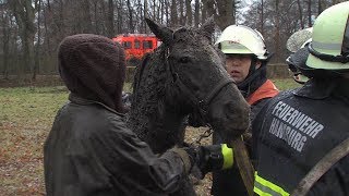 Tiermedizin  Zahnextraktion beim Pferd [upl. by Francesco758]