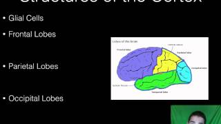 AP Psychology  BioPsych  Part 7  Parts of the Brain [upl. by Araiet]