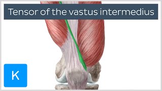 Tensor of the vastus intermedius the muscle you probably havent heard of [upl. by Mathew]