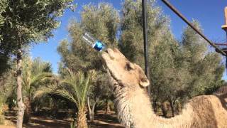 Smart Camel Drinking water fast from the bottle in Morocco Sahara Desert [upl. by Artie]