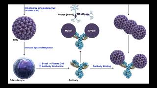 GuillainBarré Syndrome  Mechanism amp Presentation [upl. by Fe]