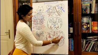 NEUROANATOMYTHE BRAINSTEMPART 1 THE MEDULLA OBLONGATADR ROSE JOSE MD [upl. by Stoller463]