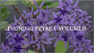 How to prune Petrea volubilis with initial update নীলমণি লতার ডালপালা কীভাবে কাটবেন আপডেট সহ 😀 [upl. by Eliseo]