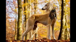 🐶✨ Saluki ✨🐶 [upl. by Ngo]