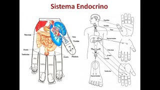 Terapia Su Jok  Sistema Endocrino en el Sistema Estándar de Correspondencia [upl. by Eeleak]