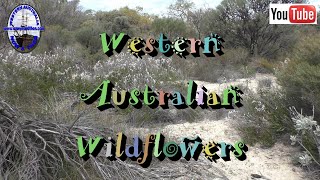 Western Australian Wildflowers  D [upl. by Garv851]